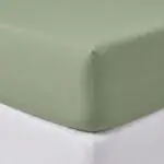 SALVIA